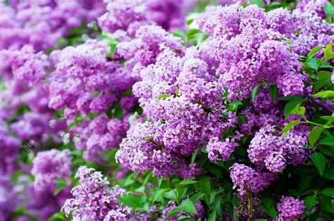 lilac flower wallpaper|free lilac wallpaper backgrounds.